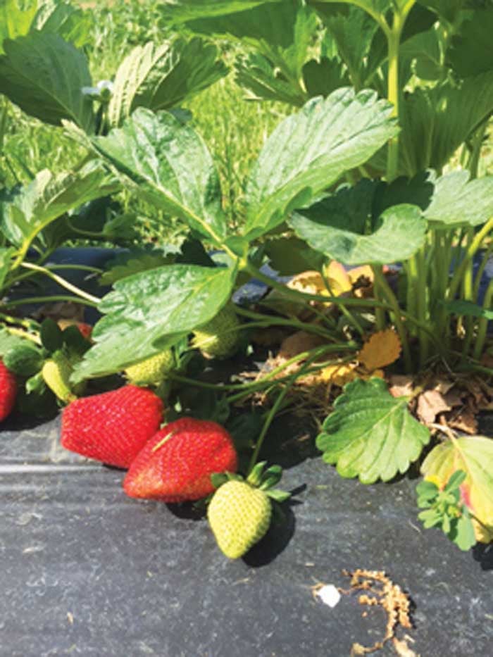 Strawberries Ready Farmer S Markets Opening Davie County Enterprise Record Davie County Enterprise Record